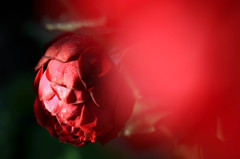 autumn roses