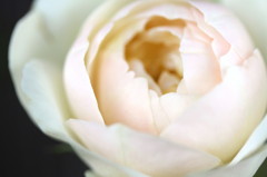 summer white rose