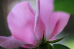 Dainty Bess 