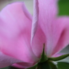 Dainty Bess 