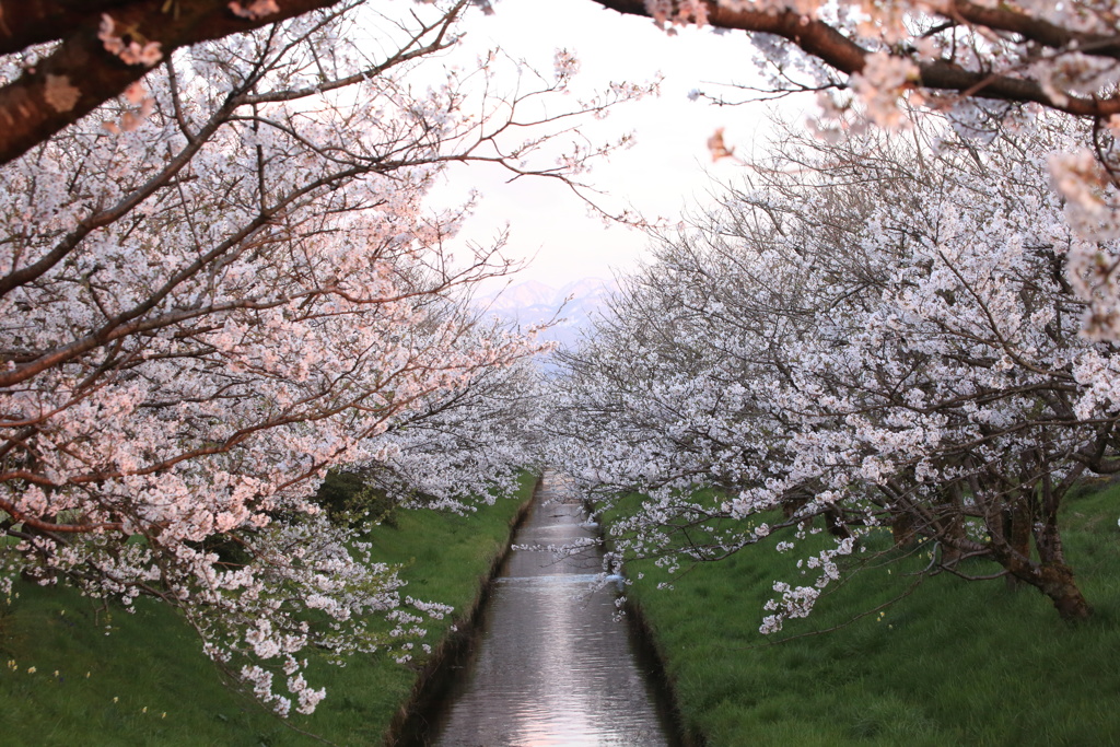 小さな用水路の桜並木