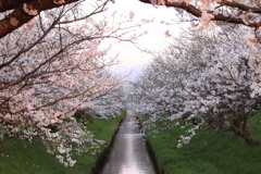 小さな用水路の桜並木