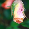 winter roses : ice rose