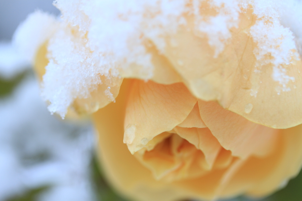 frozen rose