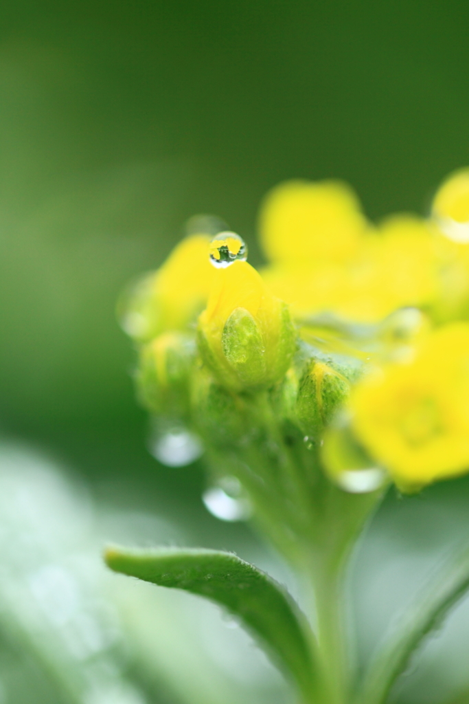 Small yellow angel