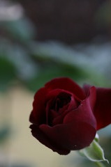 Rose / Francis Dubreuil