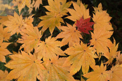 秋の登山：足下の紅葉