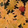 秋の登山：足下の紅葉