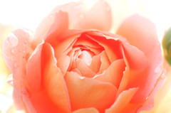 bright orange