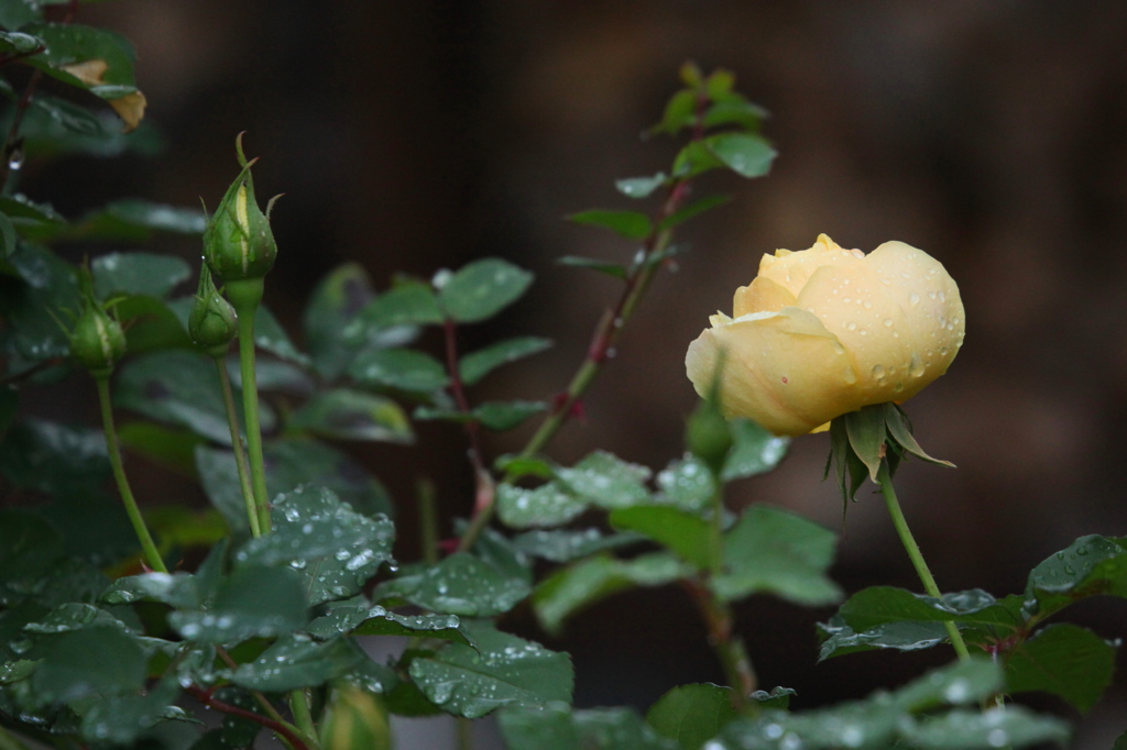 yellow rose