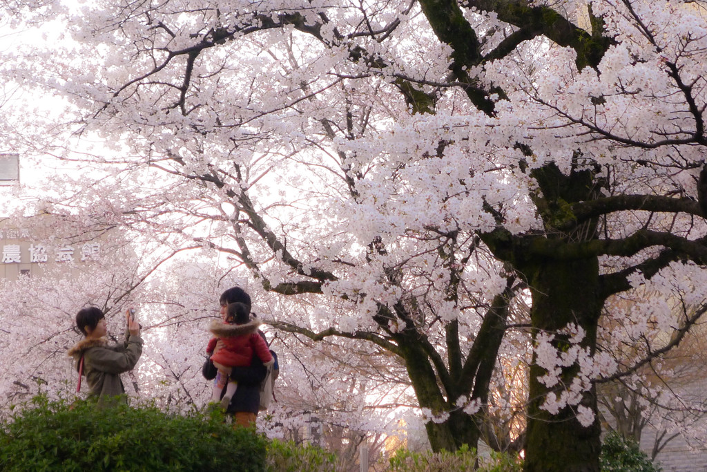 桜の思い出