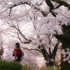 桜の思い出