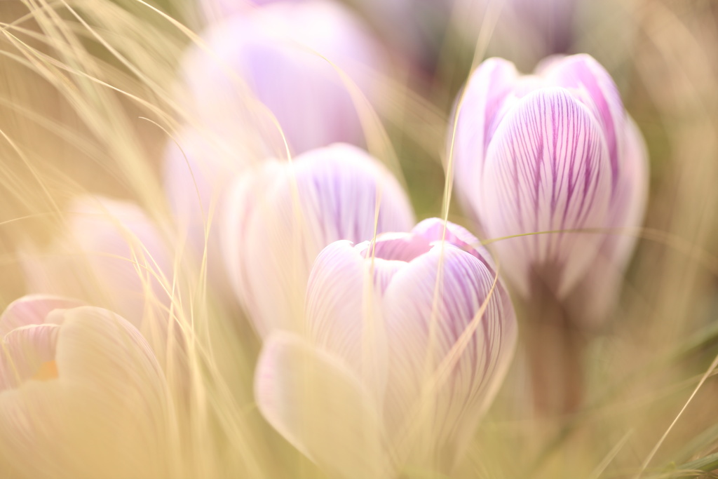 crocus