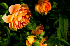 green in oranges