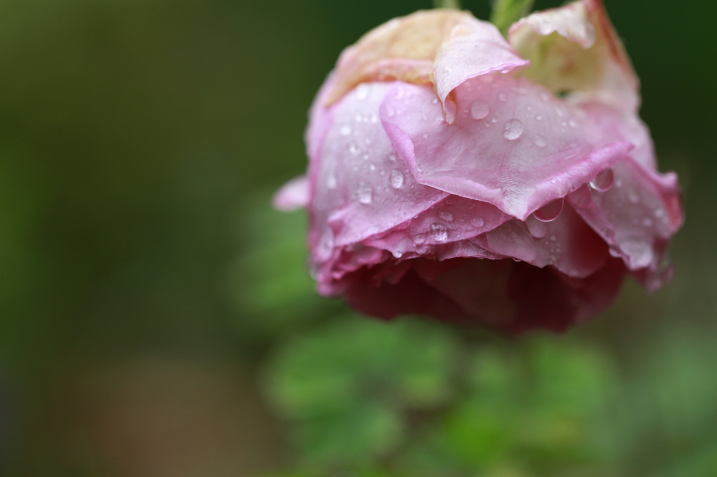 pink rose