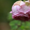 pink rose
