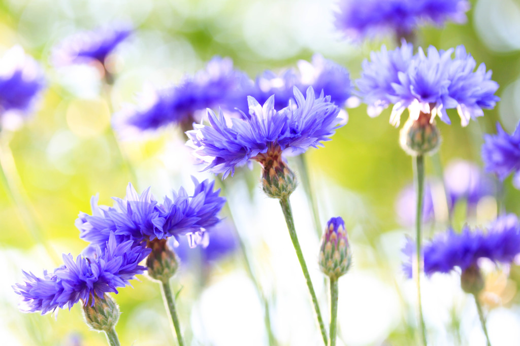 Bright Blue