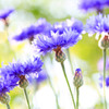 Bright Blue