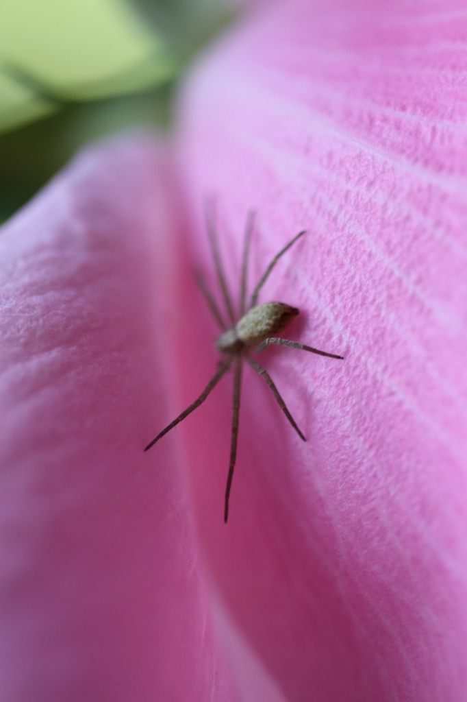 spider in pink