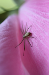spider in pink
