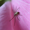 spider in pink