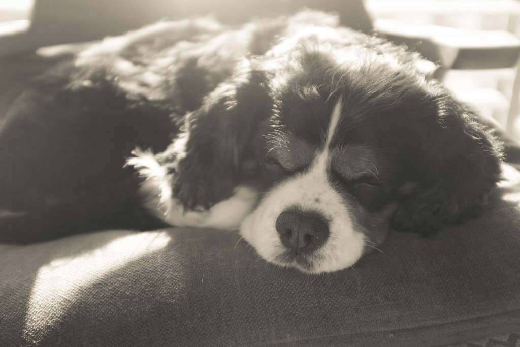 day time sleeping