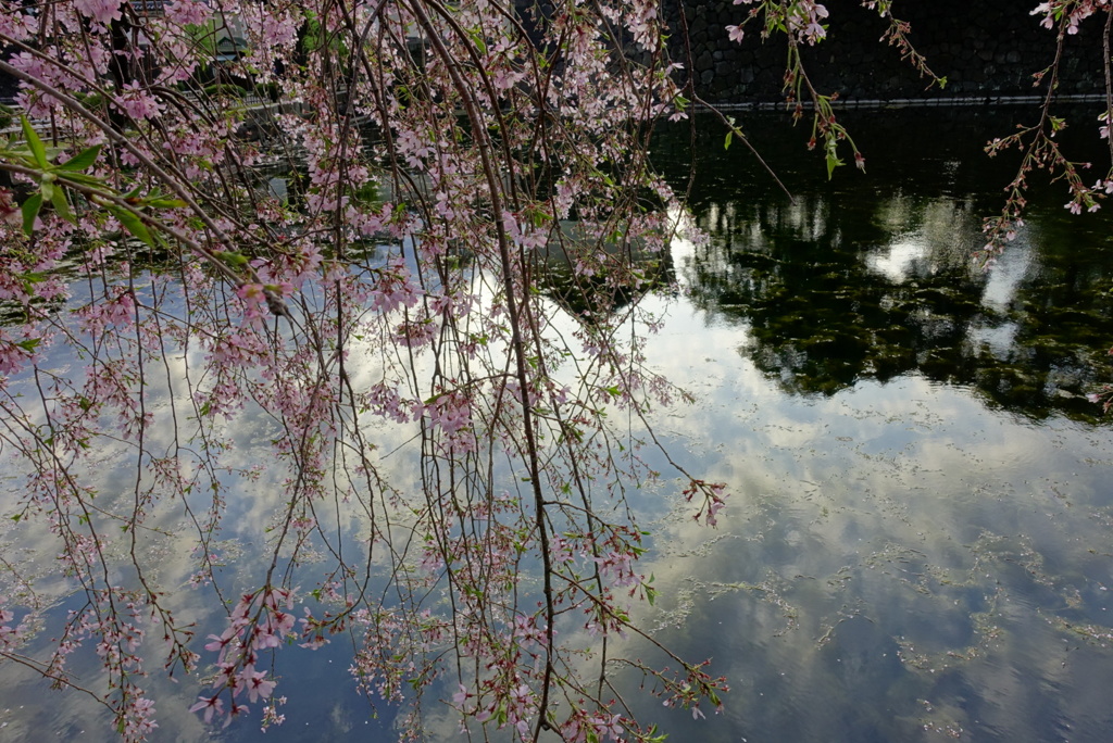 お堀の桜