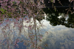 お堀の桜