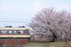 春の富山地鉄