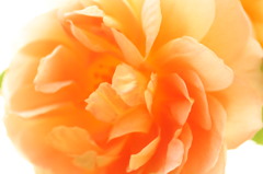 Rose / Pat Austin 2011.11.05