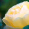 gentle yellow rose