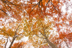 秋の登山：空を見上げて