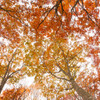 秋の登山：空を見上げて