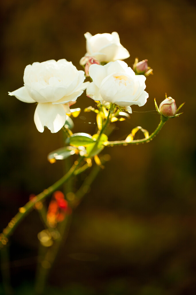 AutumnRoses