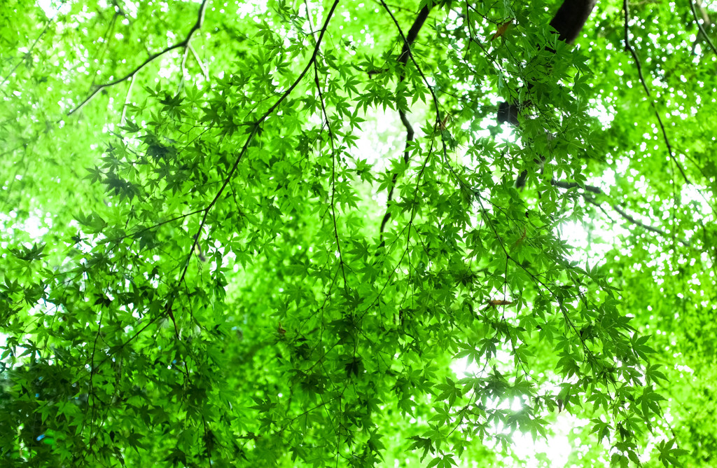 autumn green leaves