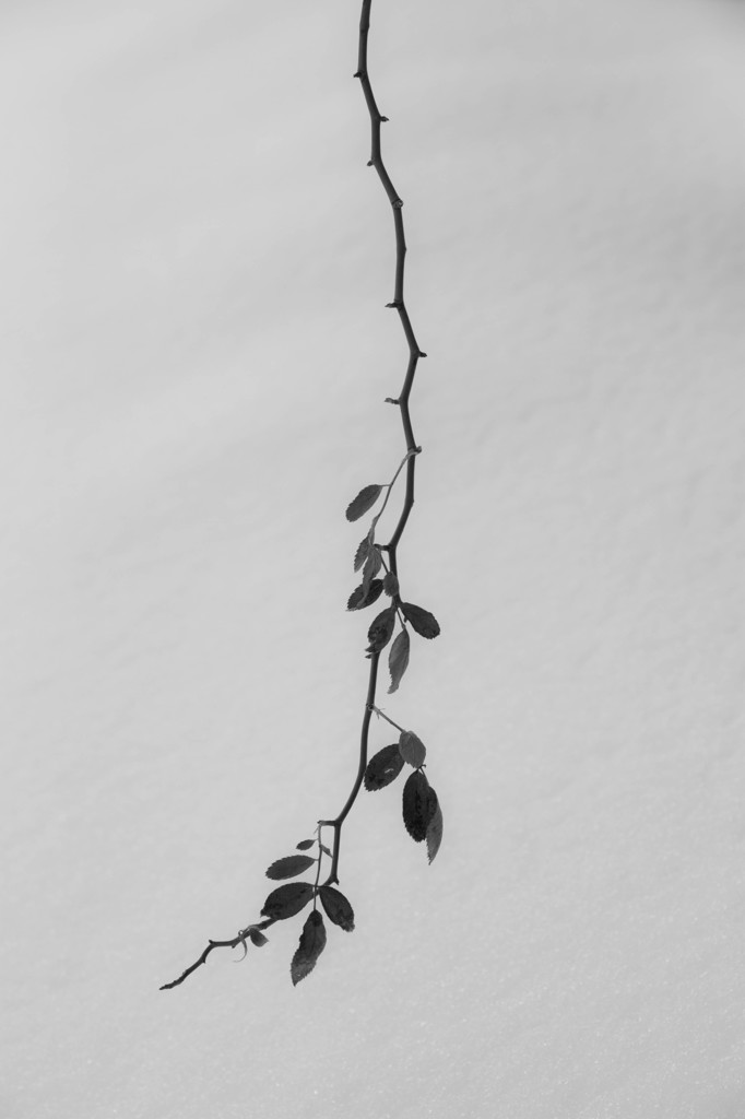 branch of rose