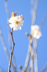 小春日和