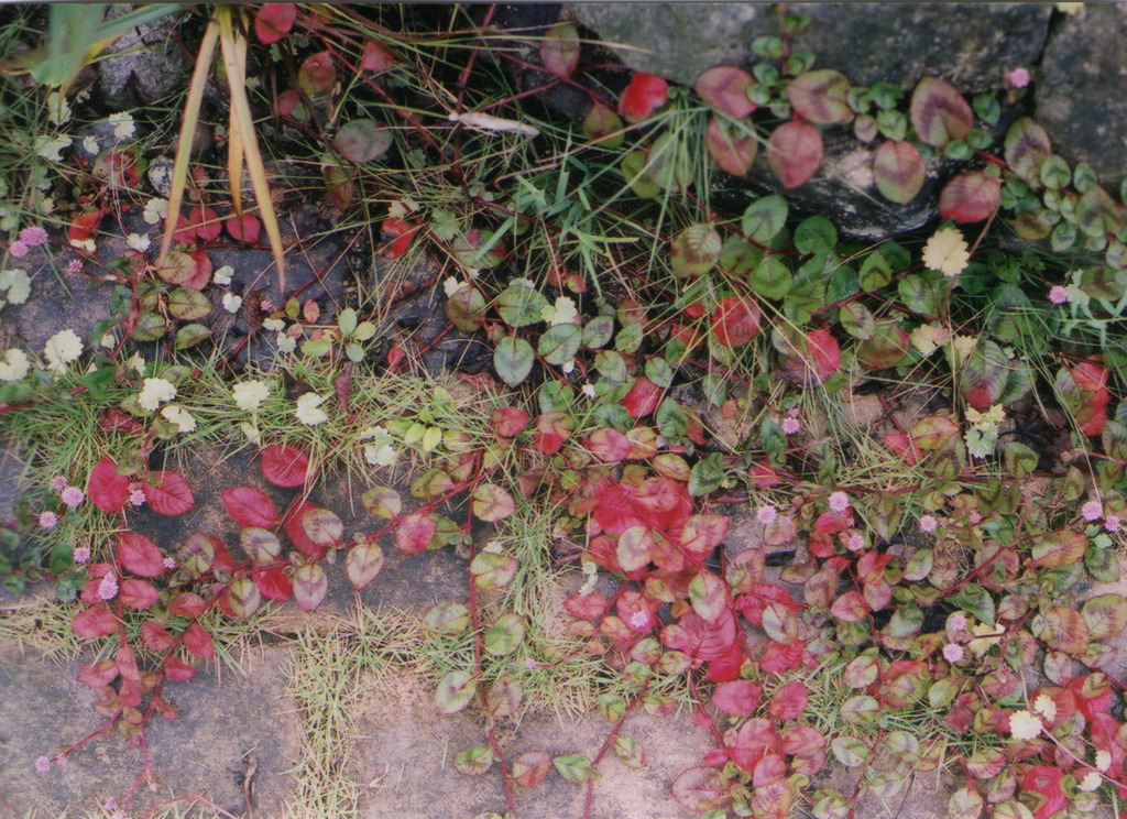 Autumn color in my garden