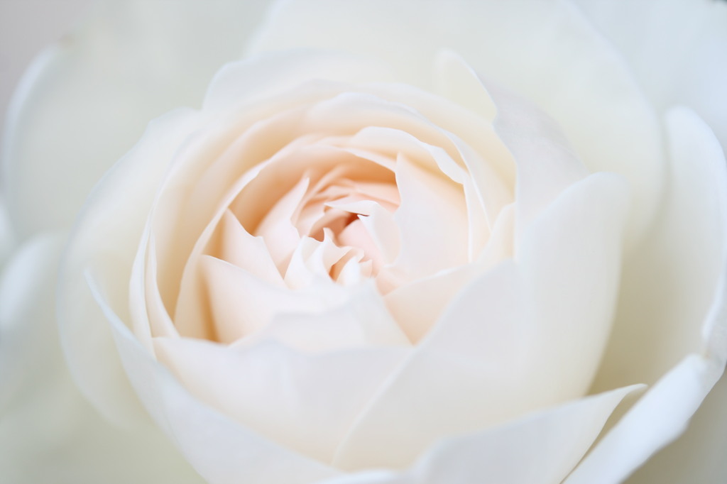 Rose / Fair Bianca