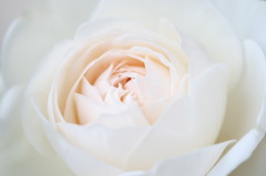Rose / Fair Bianca