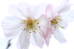 桜咲く