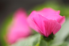 夏の花