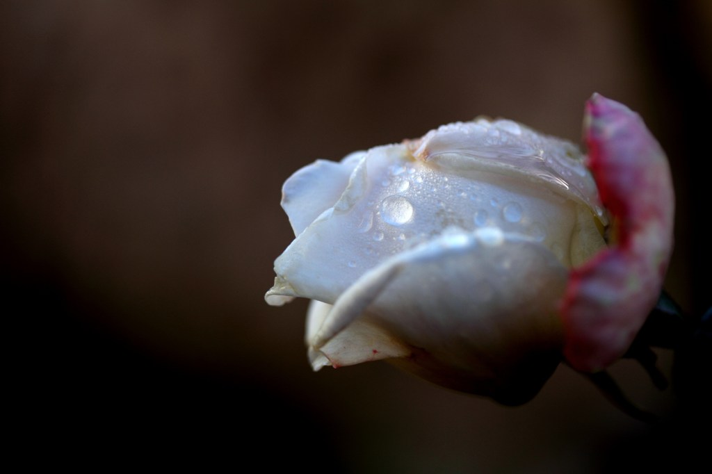 last rose
