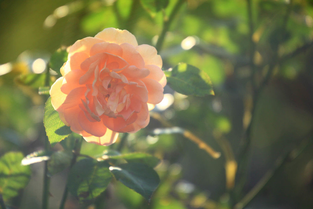 Orange Rose