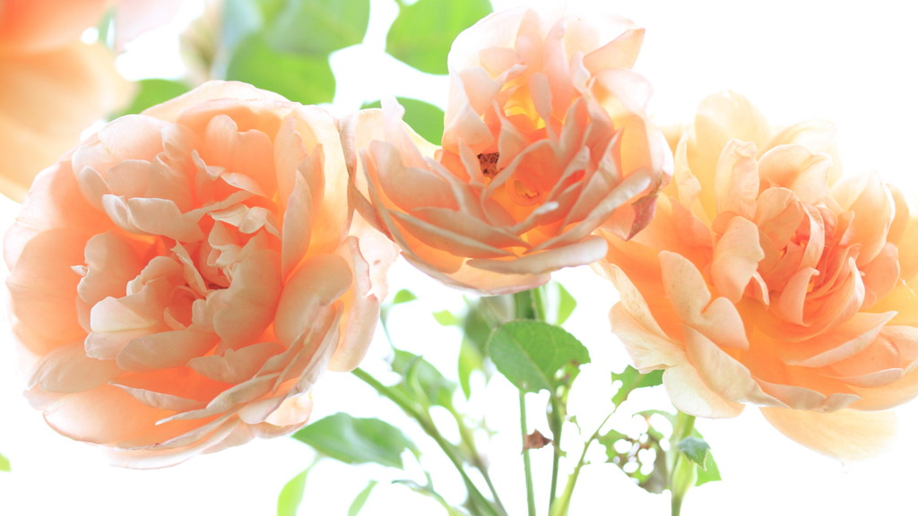 autumn roses