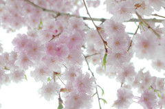 しっとり桜