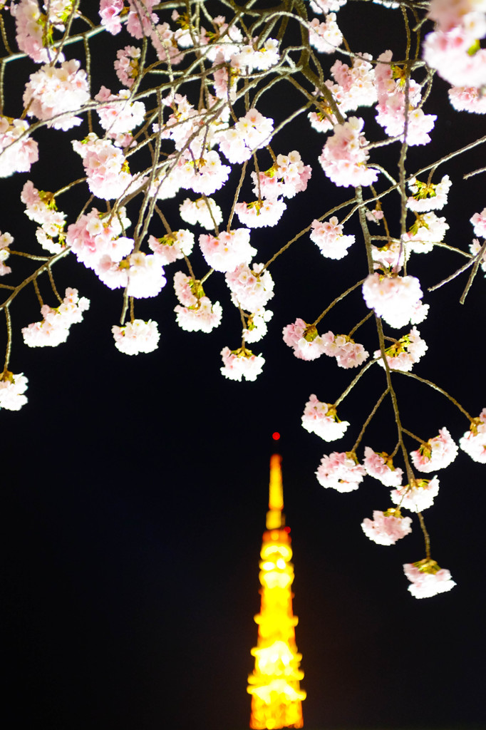 夜桜と東京タワー