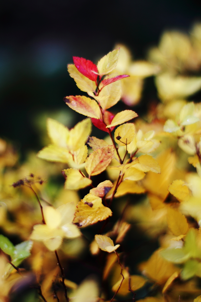 red and yellow