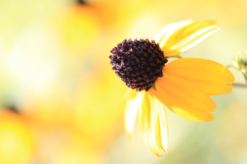 黄色、柔らかな…