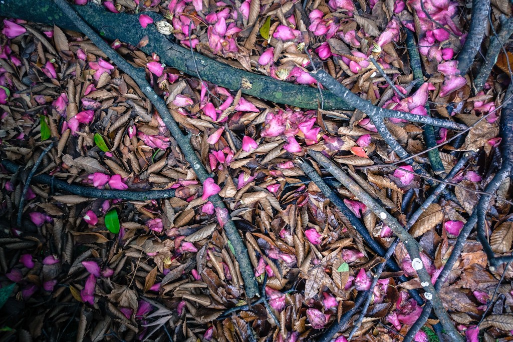 山茶花＆欅
